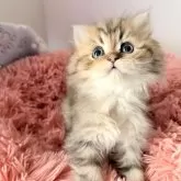 ペルシャ(チンチラ)【北海道・男の子・2025年10月5日・チンチラゴールデン】の写真10