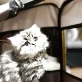 ペルシャ(チンチラ)【北海道・男の子・2024年12月17日・チンチラゴールデン】の写真12