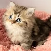 ペルシャ(チンチラ)【北海道・男の子・2025年10月5日・チンチラゴールデン】の写真13