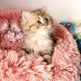 ペルシャ(チンチラ)【北海道・男の子・2025年10月5日・チンチラゴールデン】の写真9