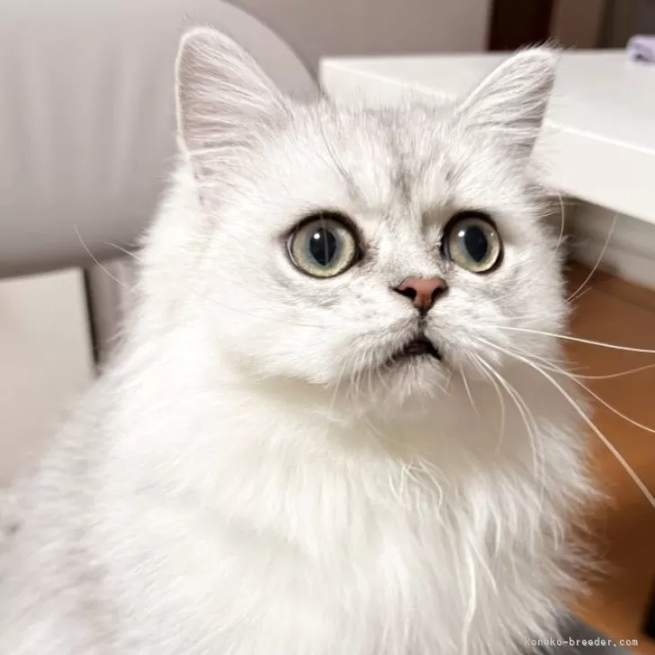 ペルシャ(チンチラ)【北海道・男の子・2024年12月15日・チンチラシルバー】の写真1「現在体重3.0kg優良健康子猫ちゃん❤️」