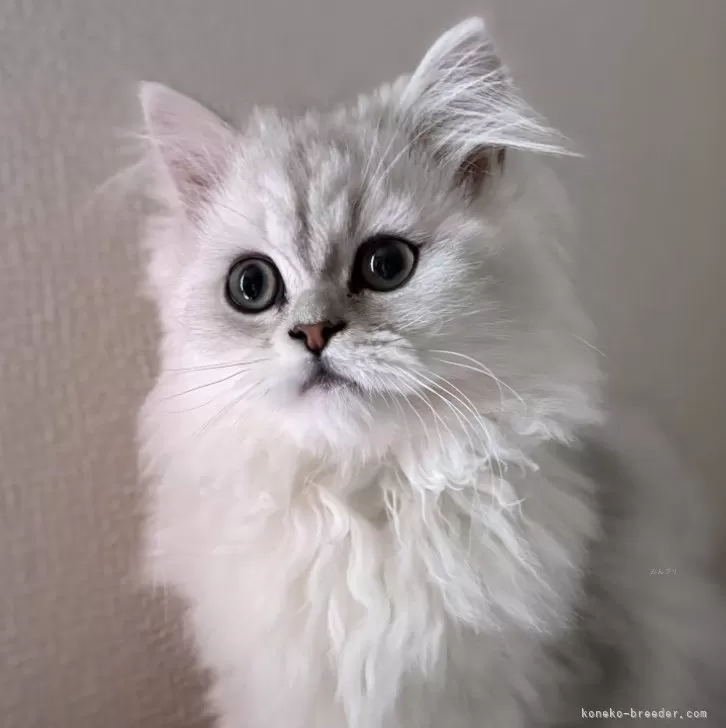 ID：2501-02082の子猫