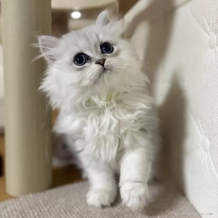 ID:2503-00184の子猫