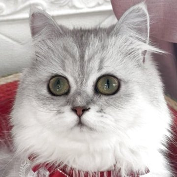 ペルシャ(チンチラ)【北海道・女の子・2025年1月8日・チンチラシルバー（ロング）】の写真「チャーミングでお目目クリクリな女の子即お迎え可♫」