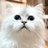 ペルシャ(チンチラ)