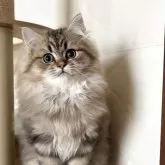 ペルシャ(チンチラ)