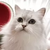 ペルシャ(チンチラ)