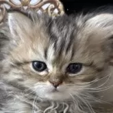 ペルシャ(チンチラ)【北海道・男の子・2025年1月8日・チンチラゴールデン】の写真1「本日(2/28)体重700gスクスク成長中です」