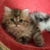 ペルシャ(チンチラ)