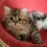 ペルシャ(チンチラ)【北海道・男の子・2025年10月5日・チンチラゴールデン】の写真1「12/3体重760ｇ」