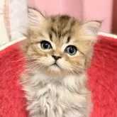 ペルシャ(チンチラ)