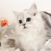 ペルシャ(チンチラ)