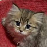 ペルシャ(チンチラ)