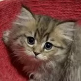 ペルシャ(チンチラ)