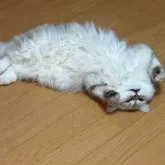 ペルシャ(チンチラ)【北海道・男の子・2024年12月15日・チンチラシルバー】の写真2「ヘソ天でリラックス^_^」