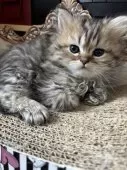 ペルシャ(チンチラ)【北海道・男の子・2025年1月8日・チンチラゴールデン】の写真2