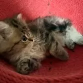 ペルシャ(チンチラ)【北海道・男の子・2025年10月5日・チンチラゴールデン】の写真14