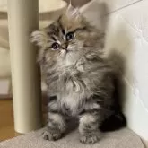 ペルシャ(チンチラ)【北海道・男の子・2024年12月17日・チンチラゴールデン】の写真8