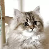 ペルシャ(チンチラ)【北海道・男の子・2024年12月17日・チンチラゴールデン】の写真5