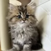 ペルシャ(チンチラ)【北海道・男の子・2024年12月17日・チンチラゴールデン】の写真9