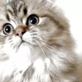 ペルシャ(チンチラ)【北海道・男の子・2024年12月17日・チンチラゴールデン】の写真6