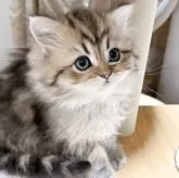 ペルシャ(チンチラ)【北海道・男の子・2025年10月5日・チンチラゴールデン】の写真2