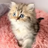 ペルシャ(チンチラ)【北海道・男の子・2025年10月5日・チンチラゴールデン】の写真11