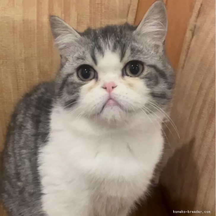 ID：2311-00447の子猫