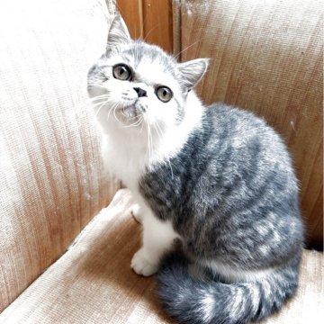 エキゾチックショートヘア【神奈川県・男の子・2025年5月24日・ブルータビーホワイト】の写真「優しいお顔でイタズラです🍄」