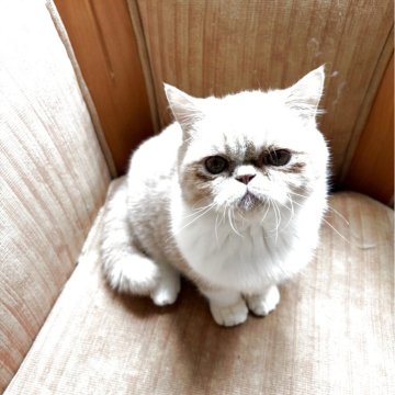 エキゾチックショートヘア【神奈川県・男の子・2025年5月24日・クリームタビーホワイト（ショート）】の写真「🐰さんの様にピョンピョン跳ねるおとこのこ」