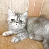 エキゾチックショートヘア