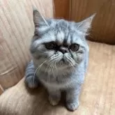 エキゾチックショートヘア