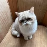 エキゾチックショートヘア【神奈川県・男の子・2025年5月24日・クリームタビーホワイト】の写真2