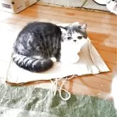 エキゾチックショートヘア【神奈川県・男の子・2025年5月24日・ブルータビーホワイト】の写真4