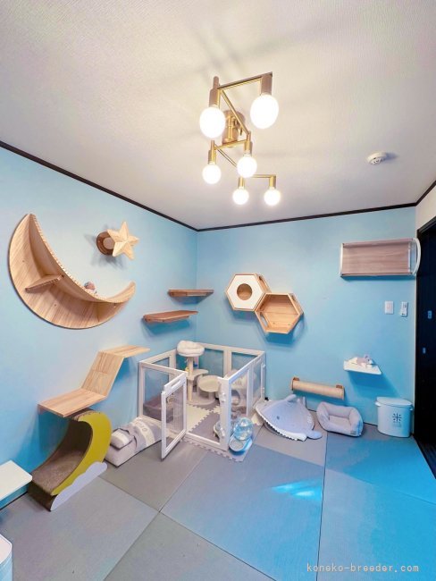 ママ猫さんと子猫の寝室です。落ち着いて休めるように、隠れられるベッドを設置しています。｜瀬古澤　祐希(せこざわ　ゆき)ブリーダー(茨城県・ラグドール・ICC登録)の紹介写真2