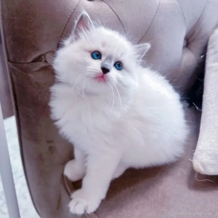ID:2304-03305の子猫