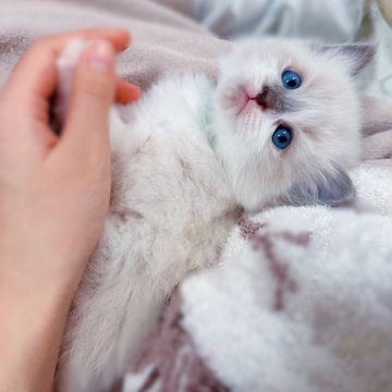 ラグドール【茨城県・男の子・2023年11月24日・ブルーポイントミテッド（ふわふわダブルコート）】の写真「コアラみたいなタレ目と丸顔🐨」