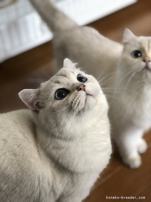 酒井　あゆこ(さかい　あゆこ)ブリーダー(愛知県・ブリティッシュロングヘアなど・DCC登録)の紹介写真1