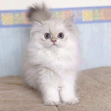 ブリティッシュロングヘア【愛知県・男の子・2024年5月12日・ゴールデンポイント】の写真「ブルーアイ💎美しくゴージャスな男の子♫」