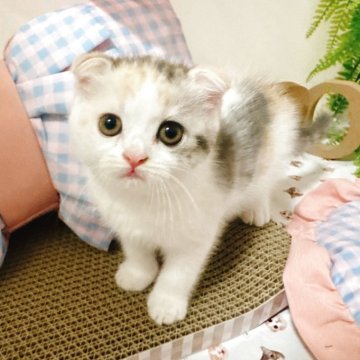 スコティッシュフォールド(折れ耳)【富山県・女の子・2025年5月29日・キャリコ】の写真「照れ屋なよく食べる子です✨」