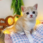 スコティッシュフォールド(立ち耳)