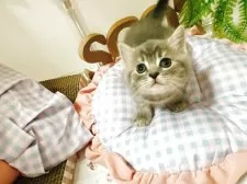 スコティッシュフォールド(立ち耳)【富山県・男の子・2025年6月18日・ブルータビー】の写真5