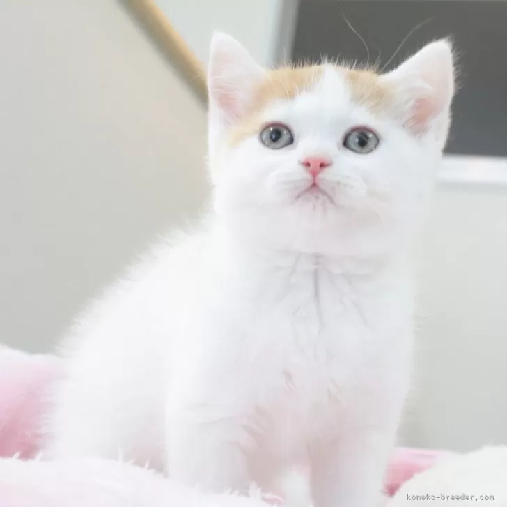 ID:2405-00357の子猫