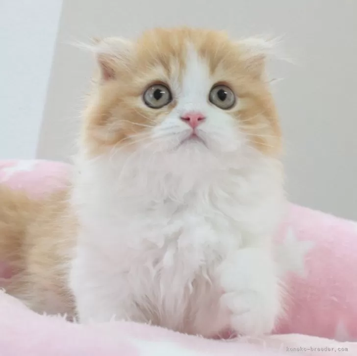 すこ 様のお迎えした子猫