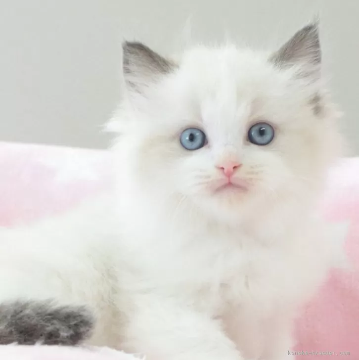ID:2412-00278の子猫