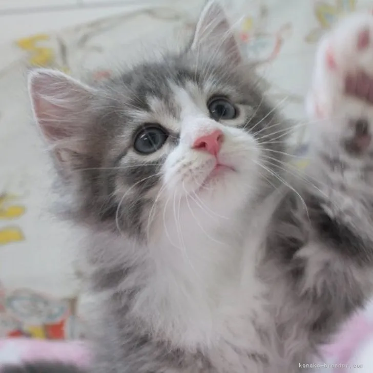 ID:2306-00246の子猫