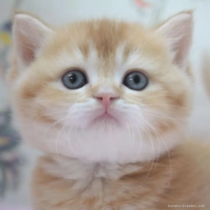 ID:2303-00255の子猫