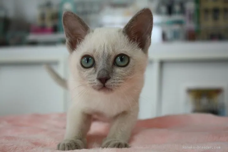 ID:2102-00876の子猫