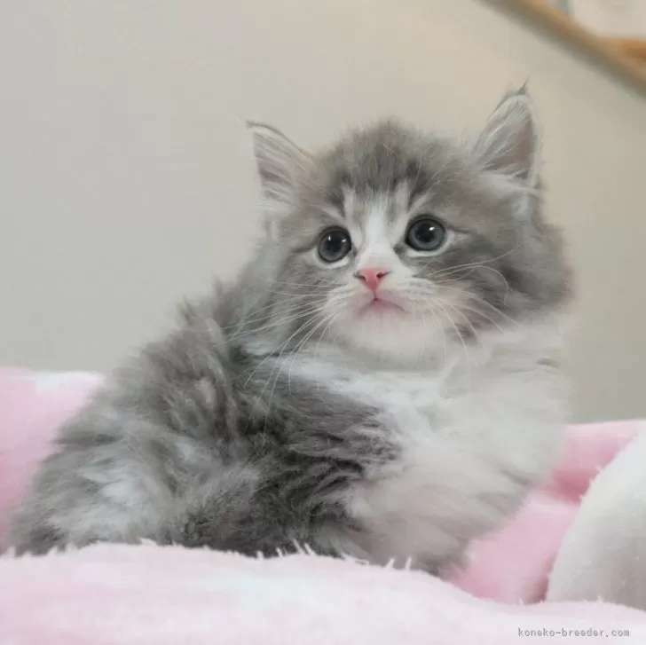 ID:2403-01618の子猫