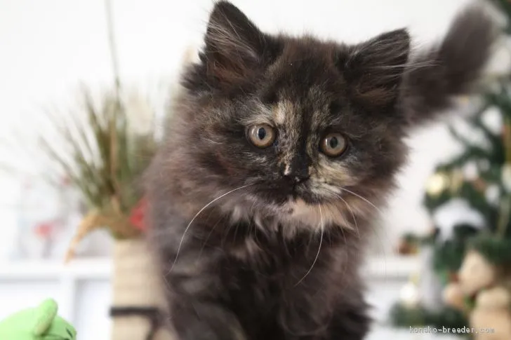 ID：2012-00180の子猫